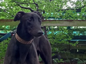 Dixie 2