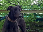 Dixie