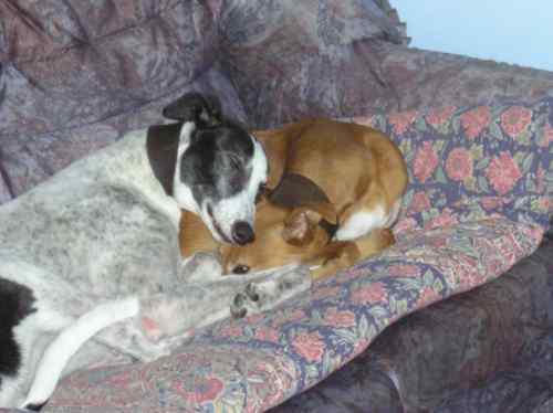 Fritz and Lass. Celia and Jimmy's own dogs at Christmas 2006.