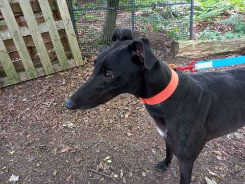 Jimmy 8