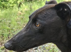 Lena
