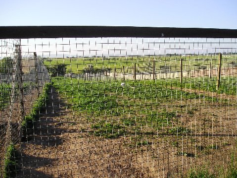 Picture of the long paddocks at Baltree