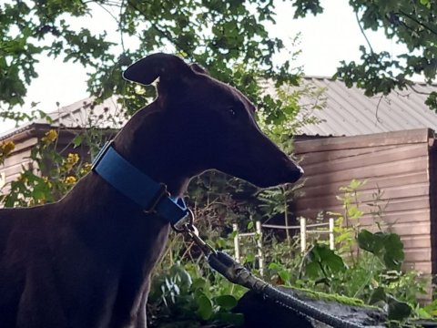 Tippy 2